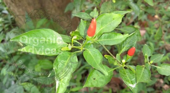 kanthari chillies benefits kanthari chillies benefits