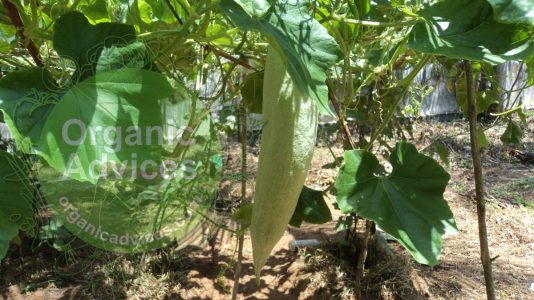 ground nut cake using as organic fertilizer ground nut cake using as organic fertilizer