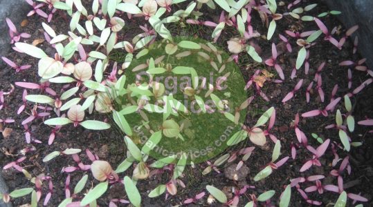 Organic Farming at Home Benefits Organic Farming at Home Benefits