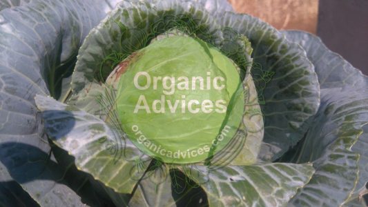 cabbage cultivation kerala cabbage cultivation kerala