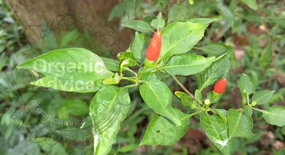 kanthari chillies benefits kanthari chillies benefits