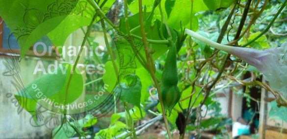 Clove Beans Growing Clove Beans Growing