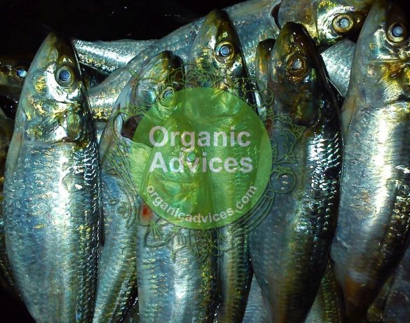 Fish Amino Acid Fertilizer Fish Amino Acid Fertilizer