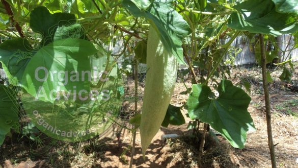 ground nut cake using as organic fertilizer ground nut cake using as organic fertilizer
