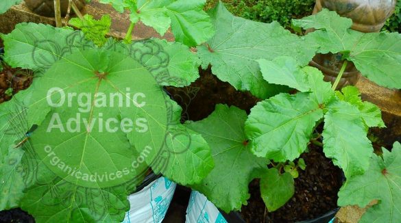 low cost homemade fertilizers for vegetable plants organic fertilizers list