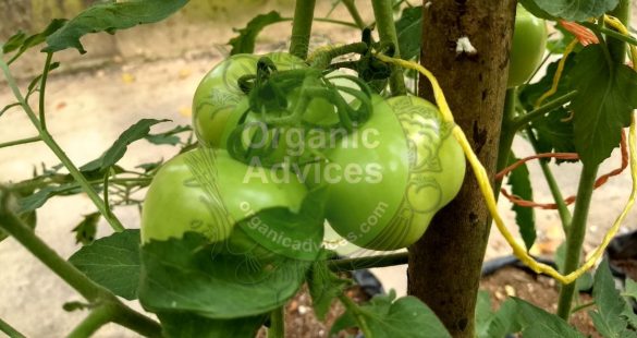 tomato cultivation tips tomato cultivation tips