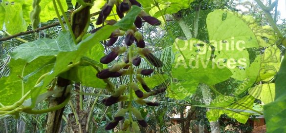 advantages of organic farming over others advantages of organic farming over others