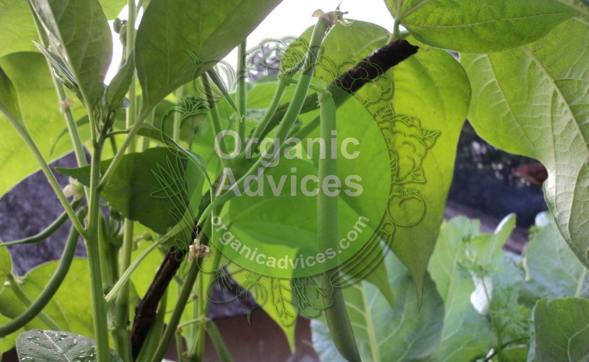 Beans Cultivation Using Organic Fertilizers And Pesticides Home Kicthen