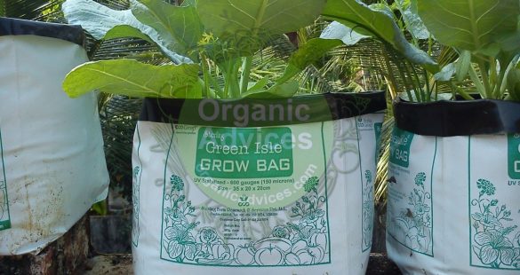 organic farming tips growbag usage in organic farming