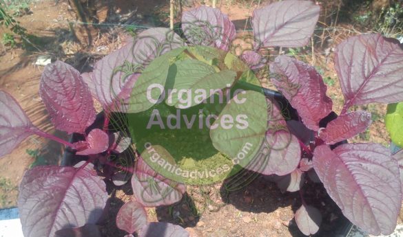 Cheera Krishi Using Grow Bags Cheera Krishi Using Grow Bags
