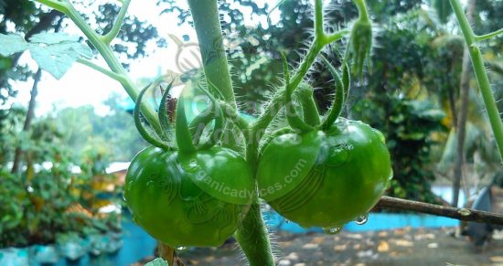 Bacterial Wilt of Tomato Plants Bacterial Wilt of Tomato Plants