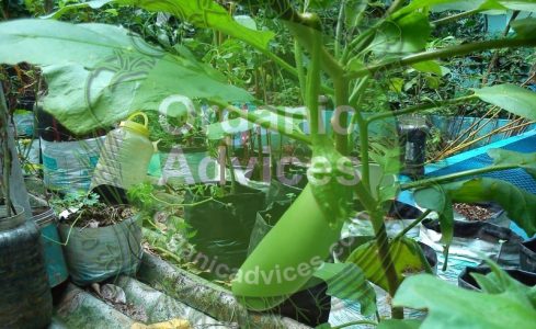 Eggplant Cultivation