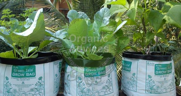 online purchase options grow bag online purchase options