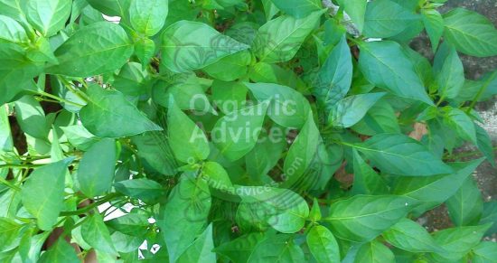 Leaf curl decease green chillies Leaf curl decease green chillies