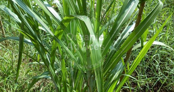 Neem Oil Pesticide Benefits and Usage Neem Oil Pesticide Benefits and Usage