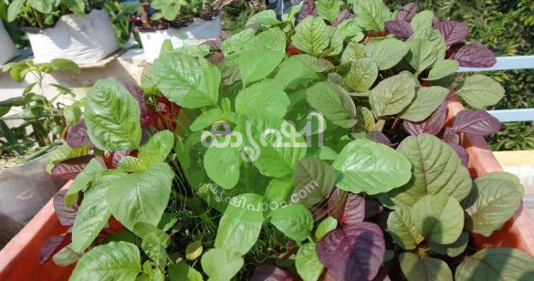 Amaranth growing in 4 weeks Amaranth growing in 4 weeks