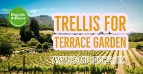Easy Trellis For Farm