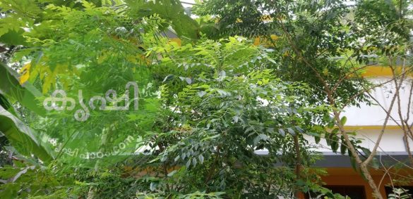 curry leaves growing tips using organic methods curry leaves growing tips using organic methods