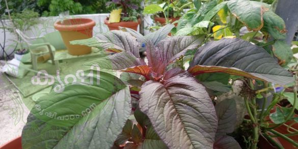 groundnut cake as organic fertilizer