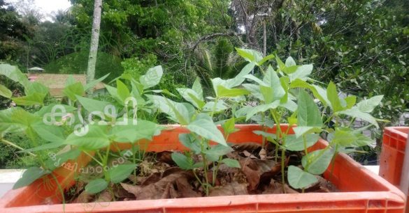 long beans at terrace garden staying options