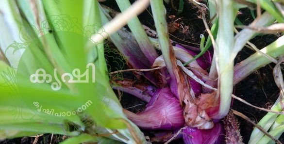 shallots growing at home terrace garden using organic methods shallots growing at home terrace garden using organic methods