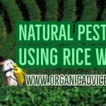 Natural Pesticide Using Rice Water