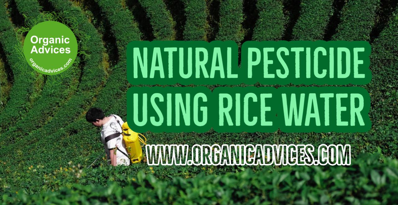 Natural Pesticide Using Rice Water