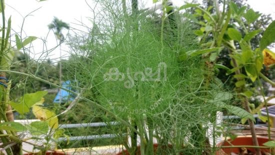 natural pesticide using rice water natural pesticide using rice water