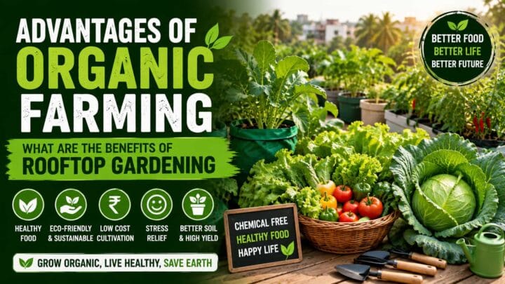 Advantages of Organic Farming – Benefits of Organic Farming and Rooftop Gardening Advantages of Organic Farming – Benefits of Organic Farming and Rooftop Gardening