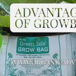 Advantages of grow bags at kitchen garden