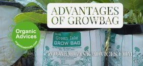 Advantages of grow bags at kitchen garden