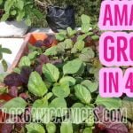 Amaranth Growing In 4 Weeks