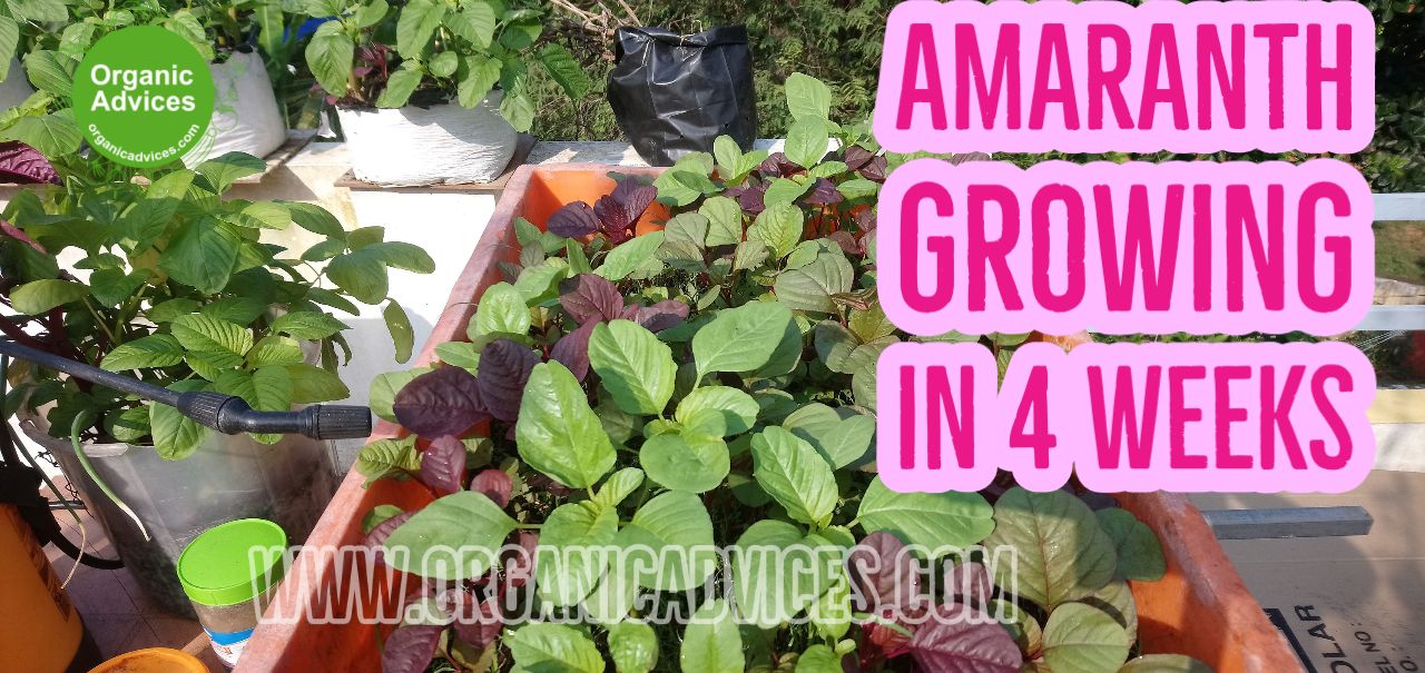 Amaranth Growing In 4 Weeks