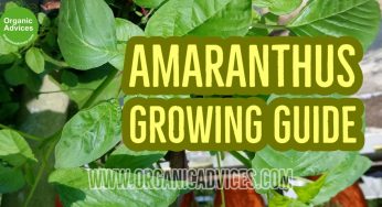 Cheera Krishi – How To Grow Amaranthus in Your Home Garden