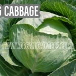 Cabbage Growing at Rooftop