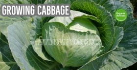 Cabbage Growing at Rooftop Cabbage Growing at Rooftop