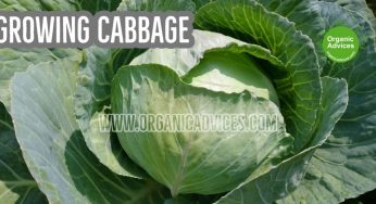 Cabbage Cultivation In Kerala Using Organic Fertilizers and Pesticides