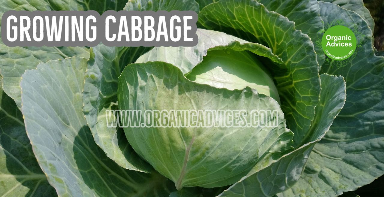 Cabbage Growing at Rooftop
