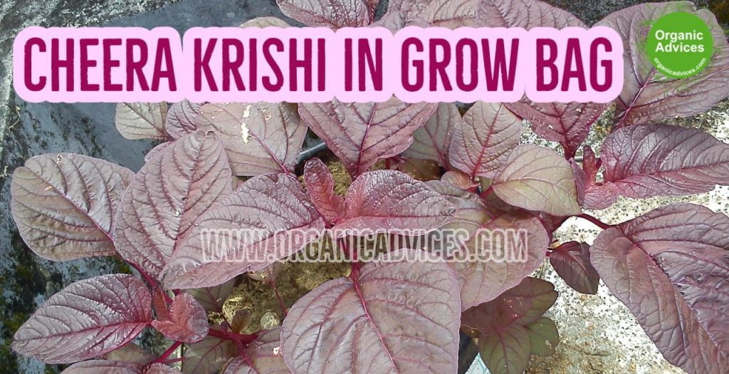 Cheera Krishi Growing Guide Cheera Krishi Growing Guide