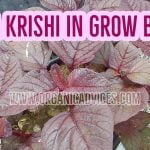 Cheera Krishi Growing Guide