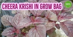 Cheera Krishi Growing Guide