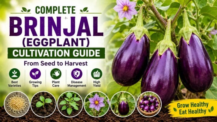 Complete Brinjal (Eggplant) Cultivation Guide Part 1 - Growing Tips, Care, Best Varieties and Disease Management