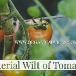 Control Bacterial Wilt of Tomato