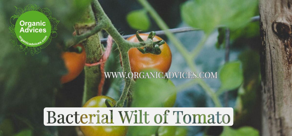 Control Bacterial Wilt of Tomato