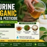 Cow Urine as an Organic Fertilizer and Natural Pesticide – Benefits, Preparation, and Safe Usage