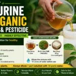 Cow Urine as an Organic Fertilizer and Natural Pesticide – Benefits, Preparation, and Safe Usage