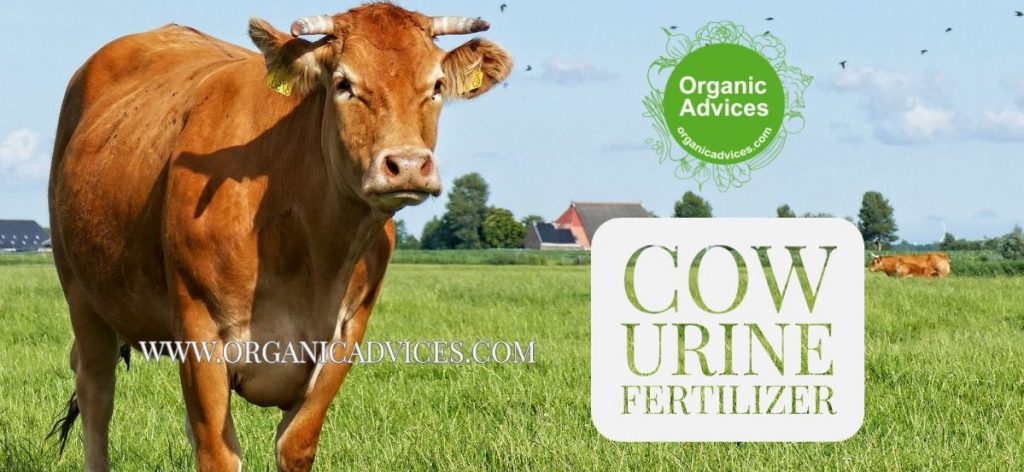 Cow urine usage in vegetable garden