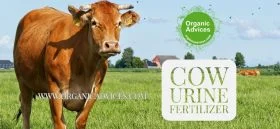 Cow urine usage in vegetable garden