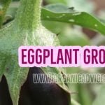 Eggplant Growing Guide