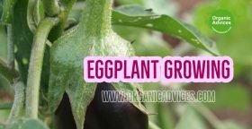 Eggplant Growing Guide Eggplant Growing Guide